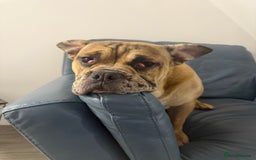 Mixed Breed dogs for sale: Derek - Image 1