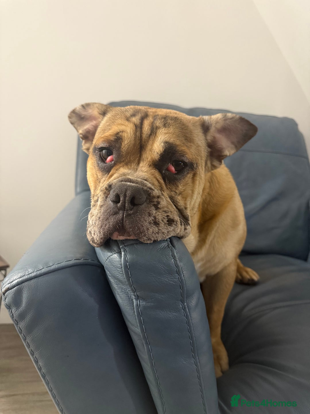 Mixed Breed dogs for sale: Derek - Image 1