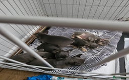 French Bulldog dogs for sale: Gorgeous frenchie pups  - Image 3