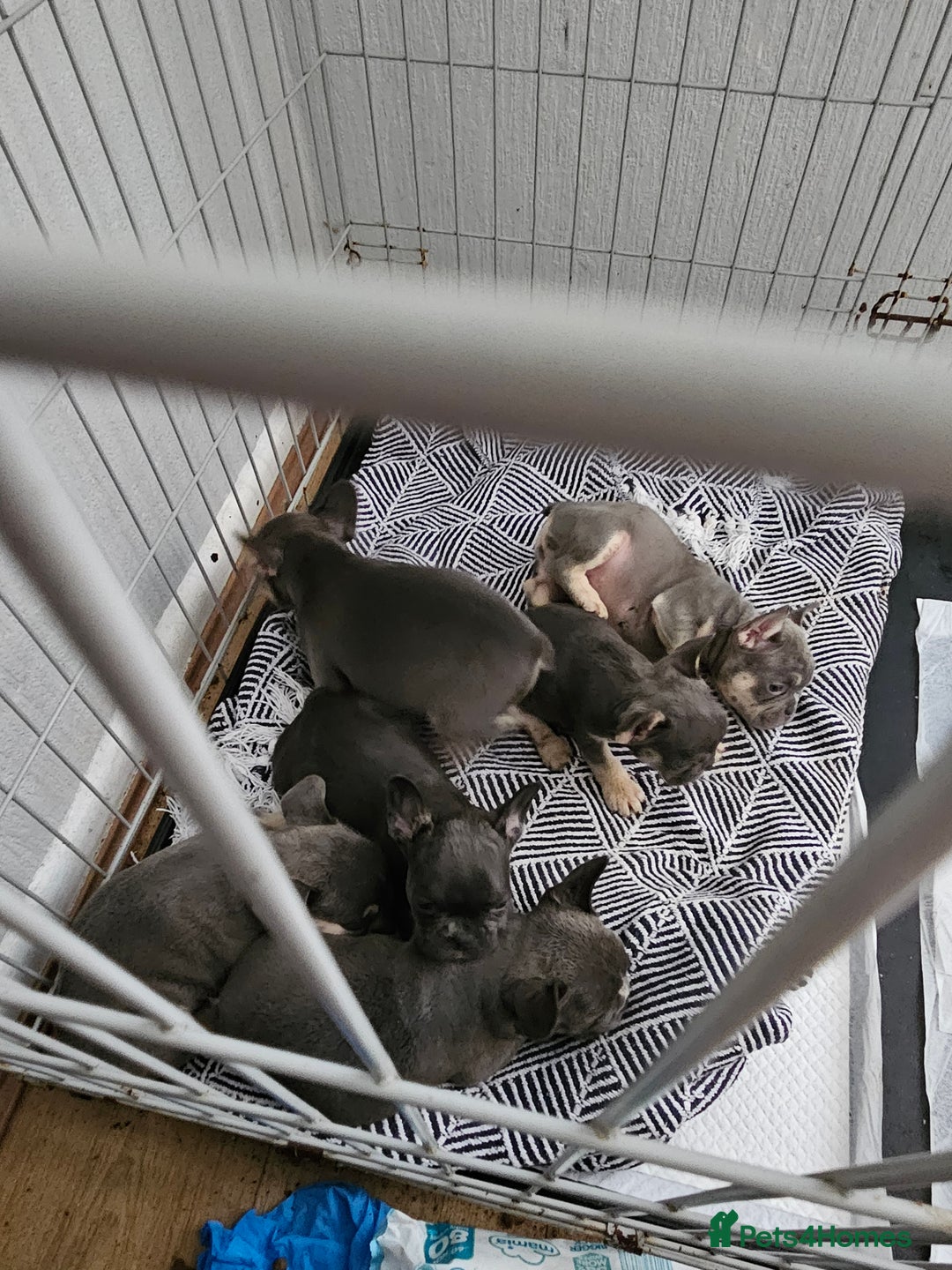 French Bulldog dogs for sale: Gorgeous frenchie pups  - Image 3