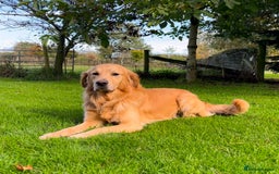 Golden Retriever dogs for stud: Golden Retriever Stud Dog Dual Purpose  - Image 3