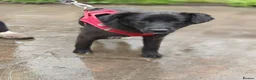 Mixed Breed dogs for adoption: ❤️🐶 YUKI & FIFI – TWO HEARTS, ONE LITTLE TEAM in Burton-on-Trent - Advert 6