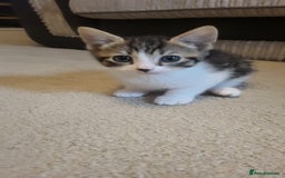 Mixed Breed cats for sale: Kittens Ready Now - Image 12