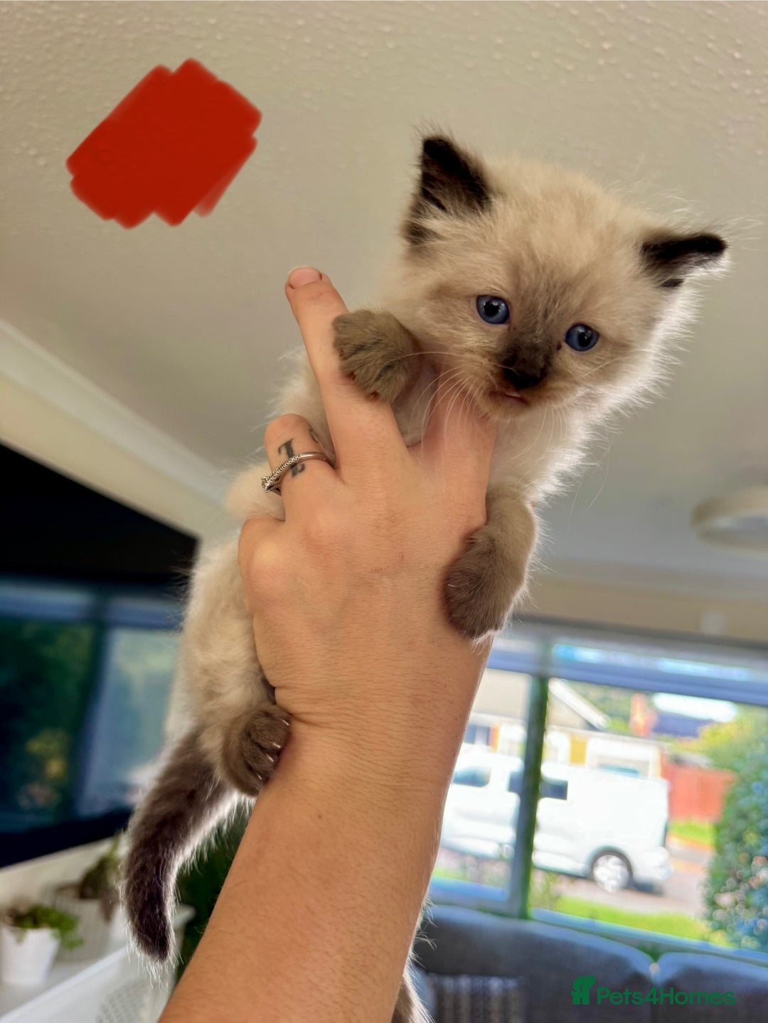 Ragdoll cats for sale:  ragdoll kittens  - Image 4