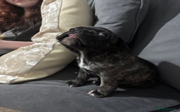 Frug dogs for sale: Girl frug ready to go to her forever home - Image 16