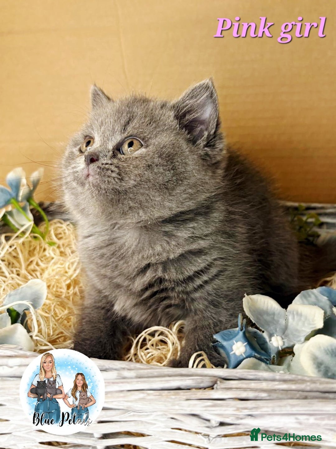 British Shorthair cats for sale: 4 beautiful British short hairs available  - Advert 31