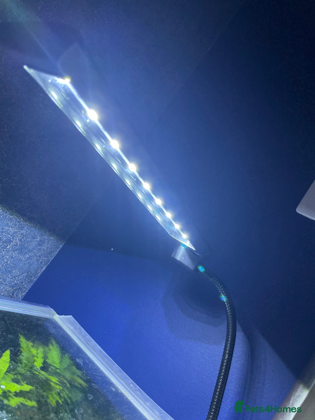 Other/Mixed Breed fish for sale: Tropical 22L Tank - Fish, Heater & Filter Included - Image 5