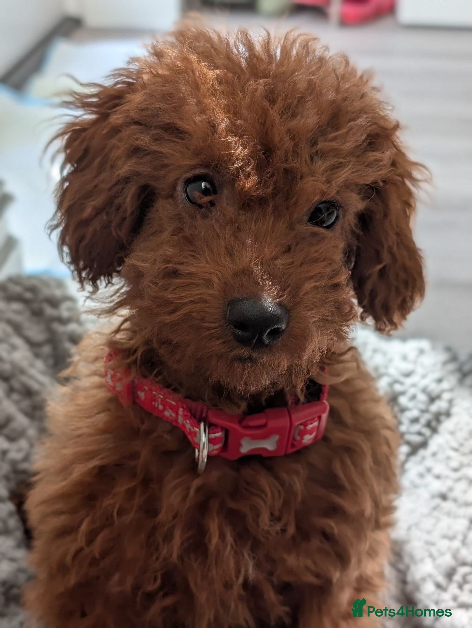 Toy Poodle dogs Stunning Red Toy Poodle Puppy–Female–6.5 Months ❤️ - Advert 14