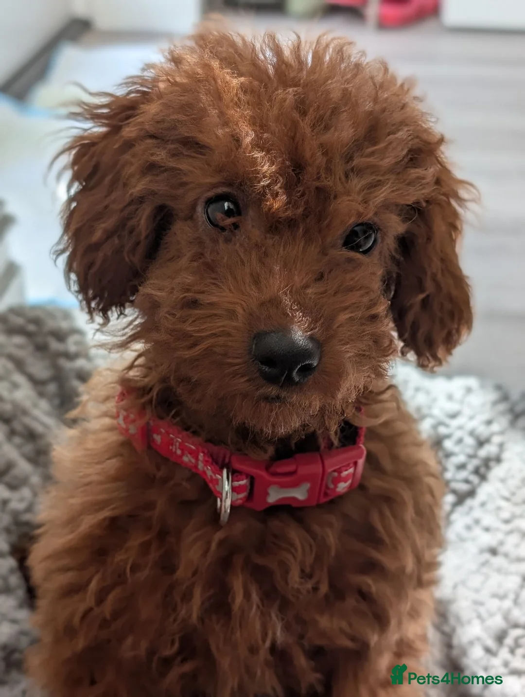 Toy Poodle dogs for sale: Stunning Red Toy Poodle Puppy–Female–6.5 Months ❤️ - Advert 1