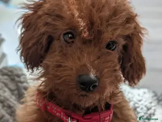 Toy Poodle dogs Stunning Red Toy Poodle Puppy–Female–6 Months ❤️ - Advert 2