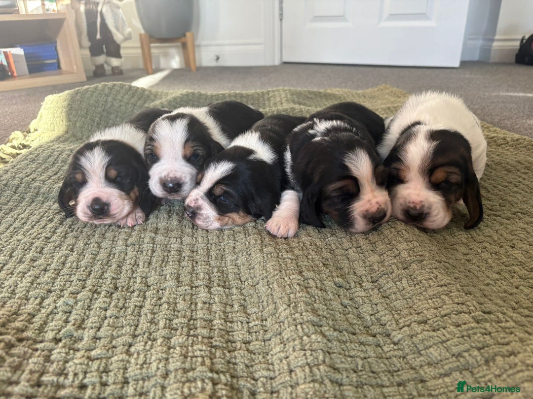 Basset Hound dogs for sale: Exceptional KC Basset Hound Puppies Now Available - Advert 4
