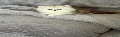 Persian 2