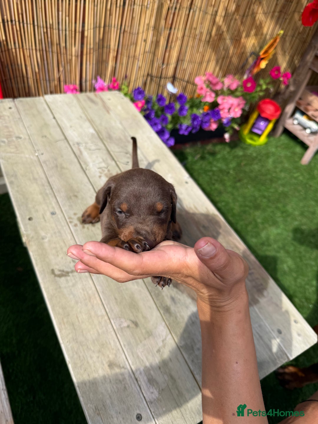 Dobermann dogs for sale: Doberman brown & tan - Image 33