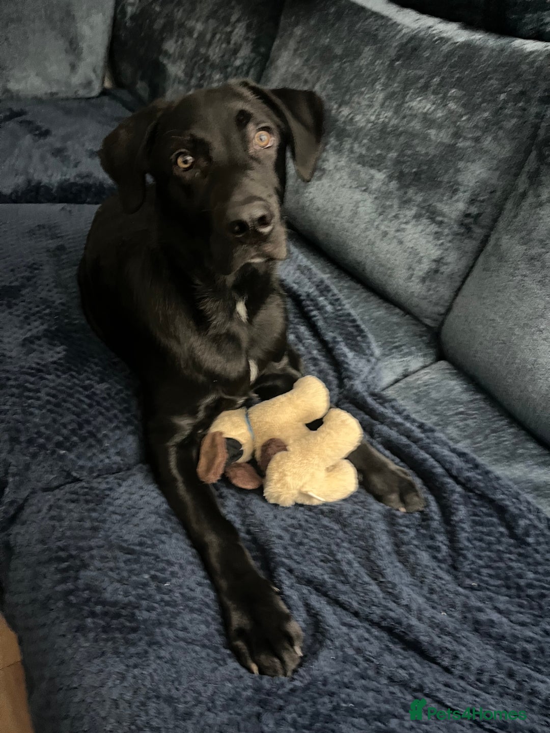 Mixed Breed dogs for sale: 6 month old Sheprador for sale  - Advert 5