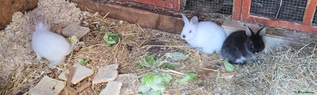 Mixed Breed rabbits for sale: Beautiful! in London - Advert 14