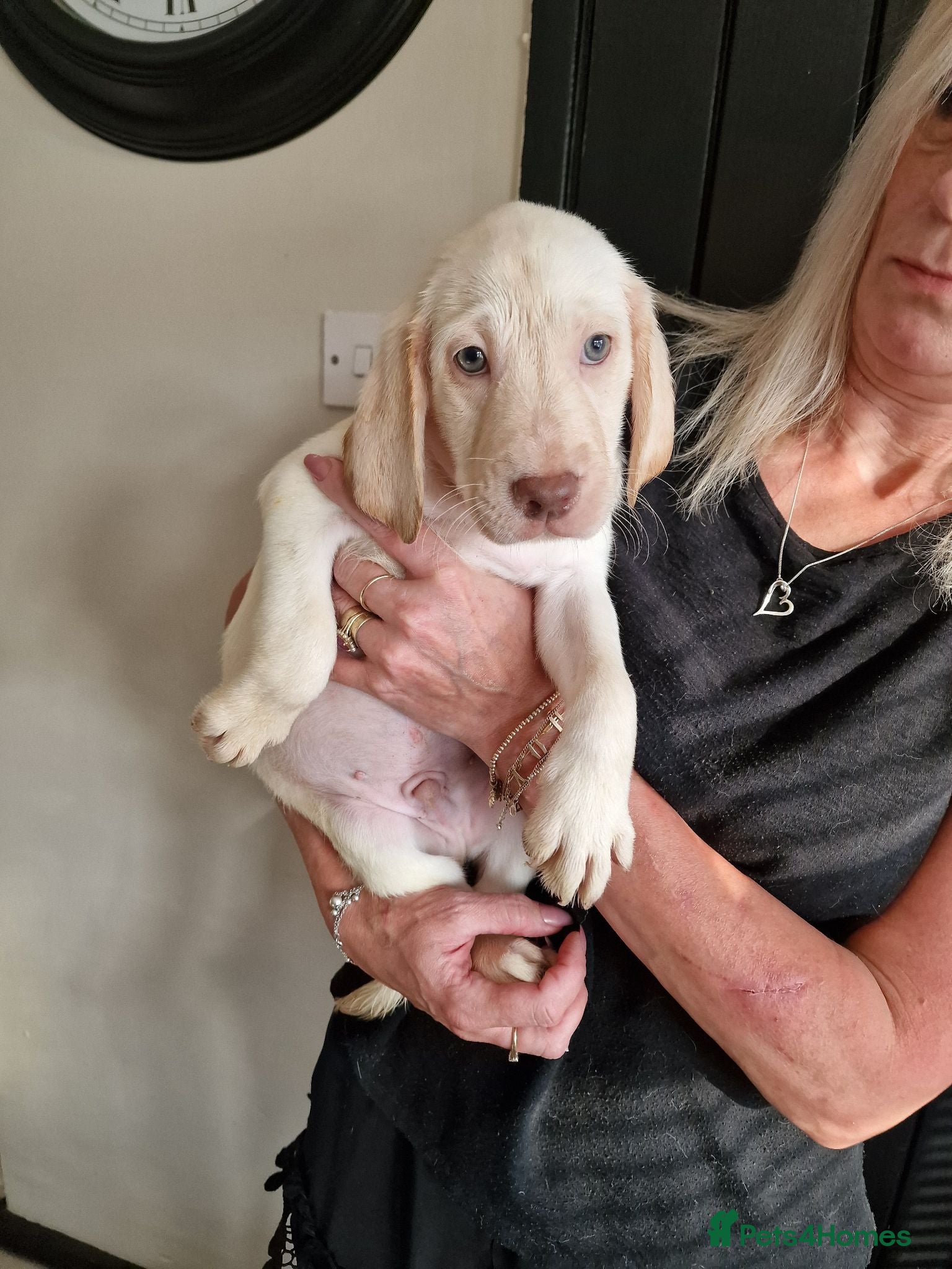 Labradoodle dogs  labradoodle puppies just 3 left 2 boy 1 girl  - Advert 10
