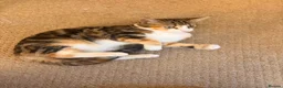 Domestic Shorthair cats for sale: Beautiful Playful Kitten Looking for a Loving Home in London - Advert 3