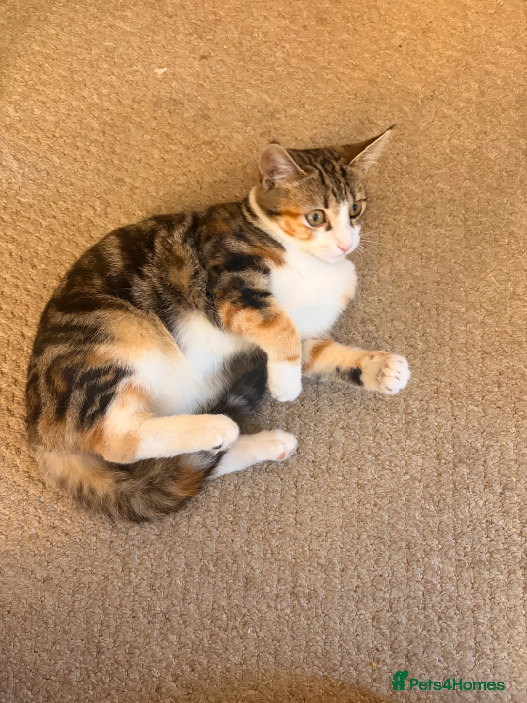 Domestic Shorthair cats for sale: Beautiful Playful Kitten Looking for a Loving Home in London - Advert 3