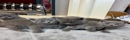 British Shorthair cats for sale: British shorthair kittens  - Advert 3
