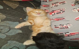 Mixed Breed cats for sale: Quarter persian fluffy kittens for sale - Image 8
