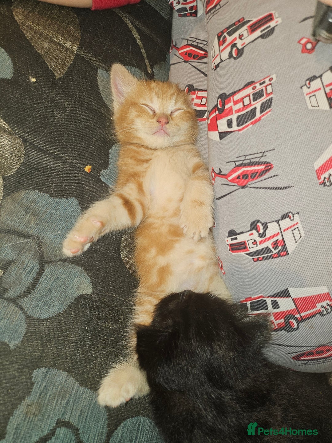 Mixed Breed cats for sale: Quarter persian fluffy kittens for sale - Image 8