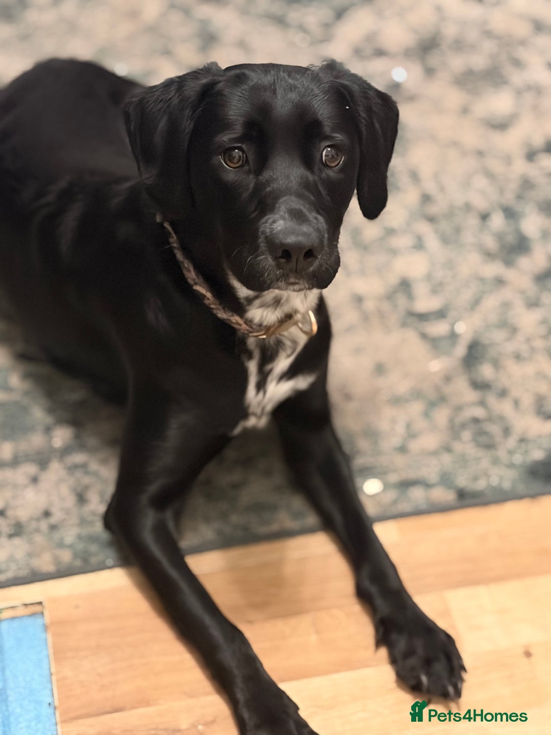 Springador dogs for sale: Mabel  - Advert 1