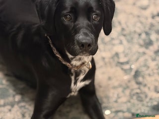 Springador dogs Mabel - Advert 1