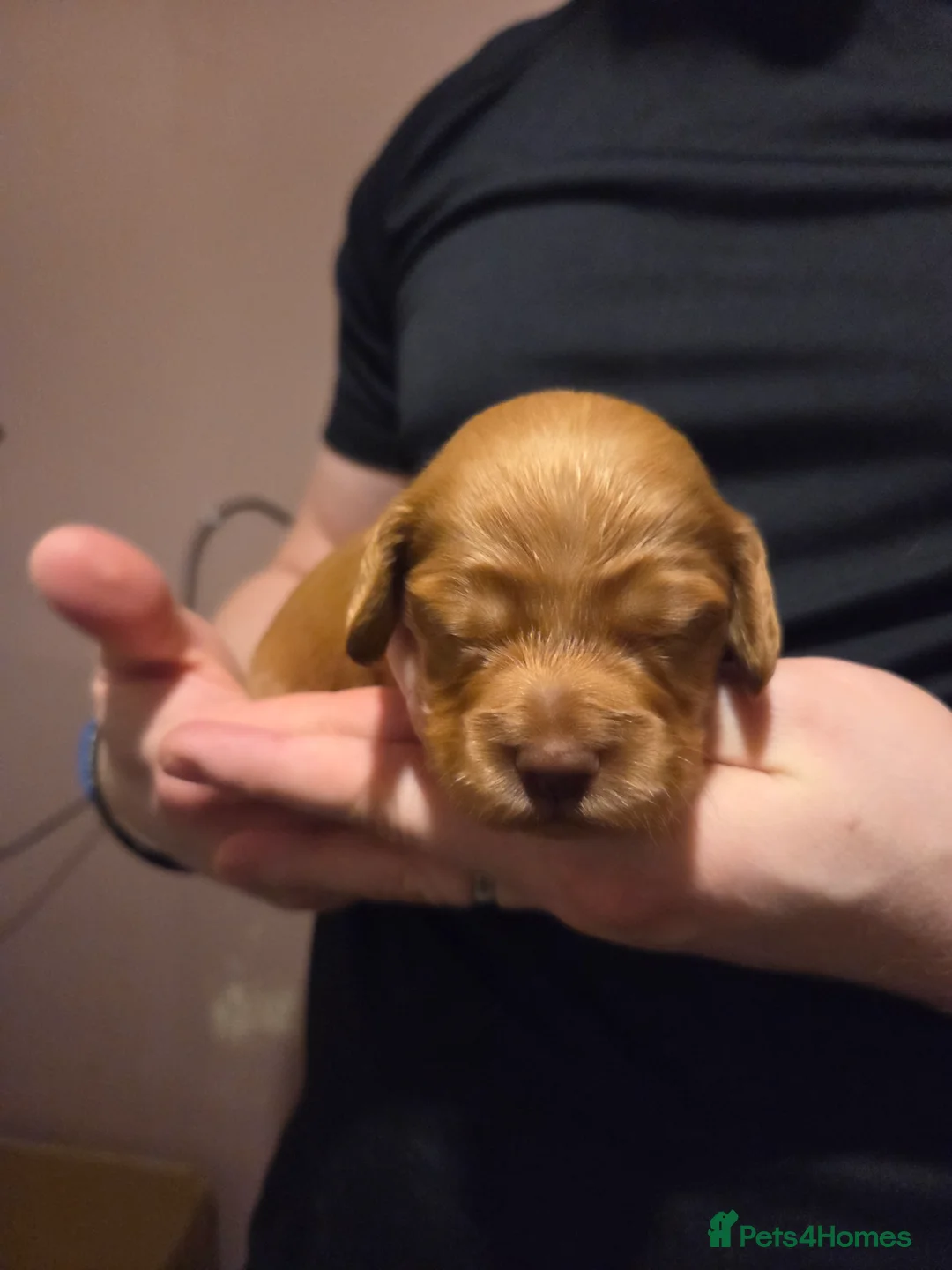 Cocker Spaniel dogs for sale: 8 Beautiful KC Reg Cocker Spaniel Puppies - Advert 8