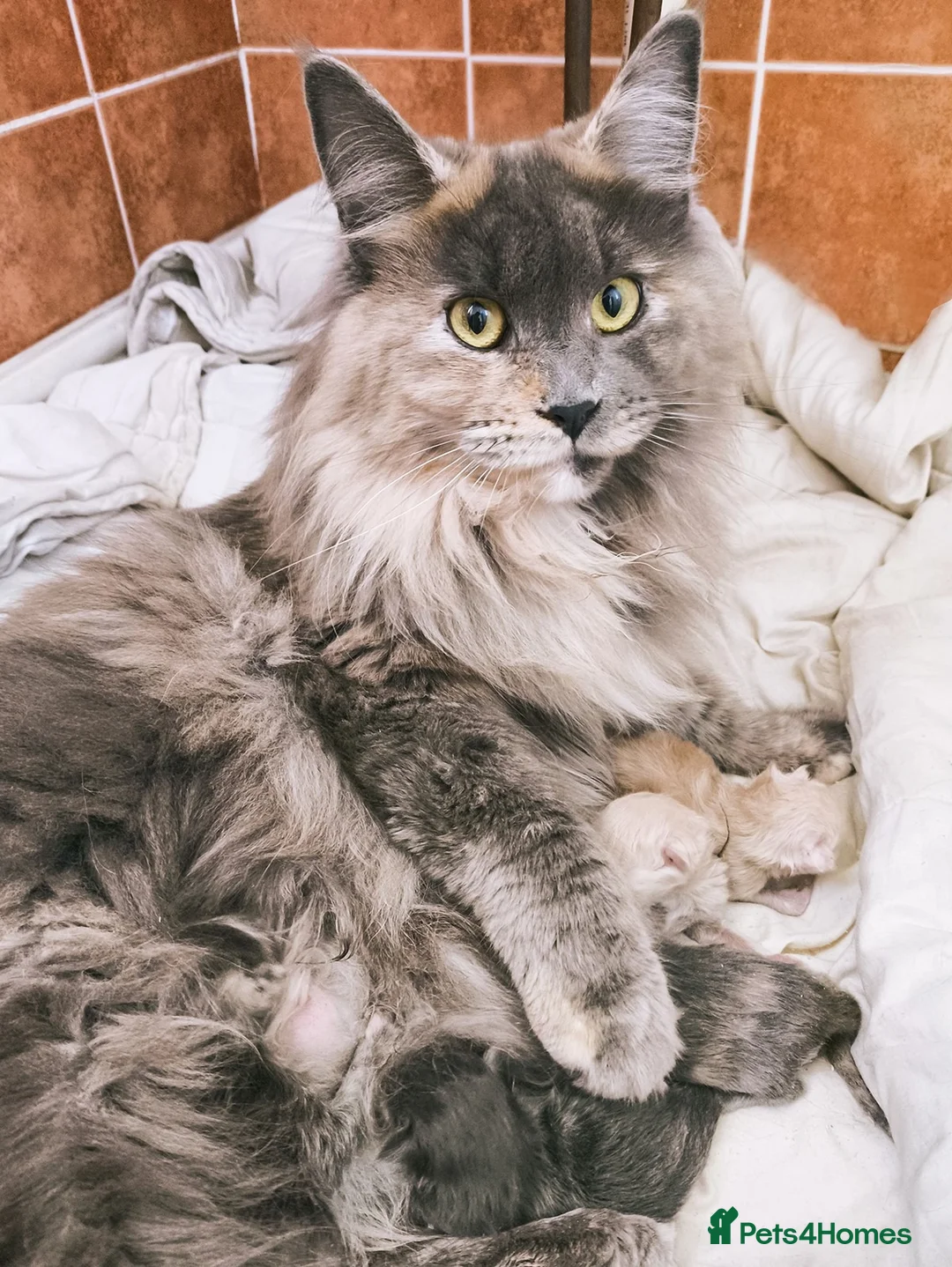 Maine Coon cats for sale: XXL Maine coon kittens + DNA health tested - Advert 15