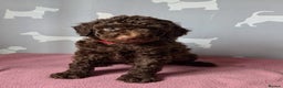 Cockapoo dogs for sale: All Reserved❤️ Multigen Merle Cockapoo Puppies  - Advert 1