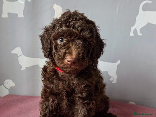 Cockapoo dogs LAST CHOC BOY❤️ Multigen Merle Cockapoo Puppies - Advert 16