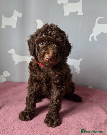 Cockapoo dogs LAST CHOC BOY❤️ Multigen Merle Cockapoo Puppies - Advert 5