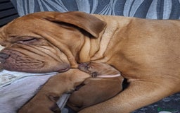 Dogue De Bordeaux dogs for sale: Dogue De Bordeaux Puppies-Champion Bloodlines - Image 4