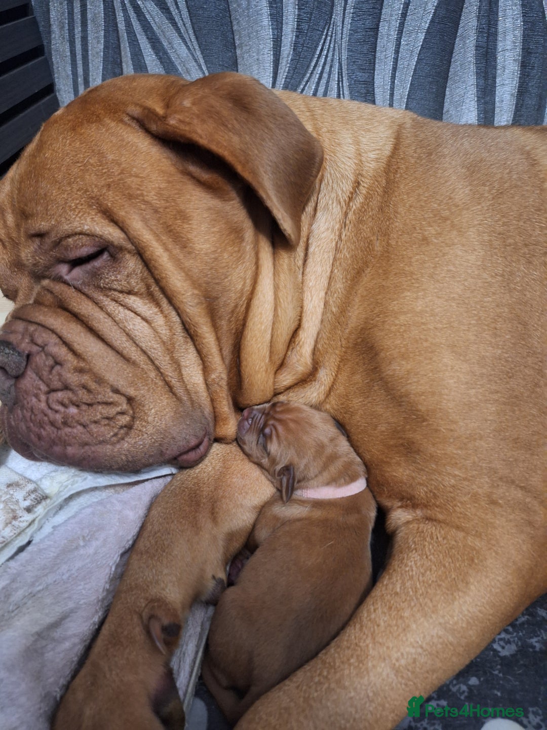 Dogue De Bordeaux dogs for sale: Dogue De Bordeaux Puppies-Champion Bloodlines - Image 4