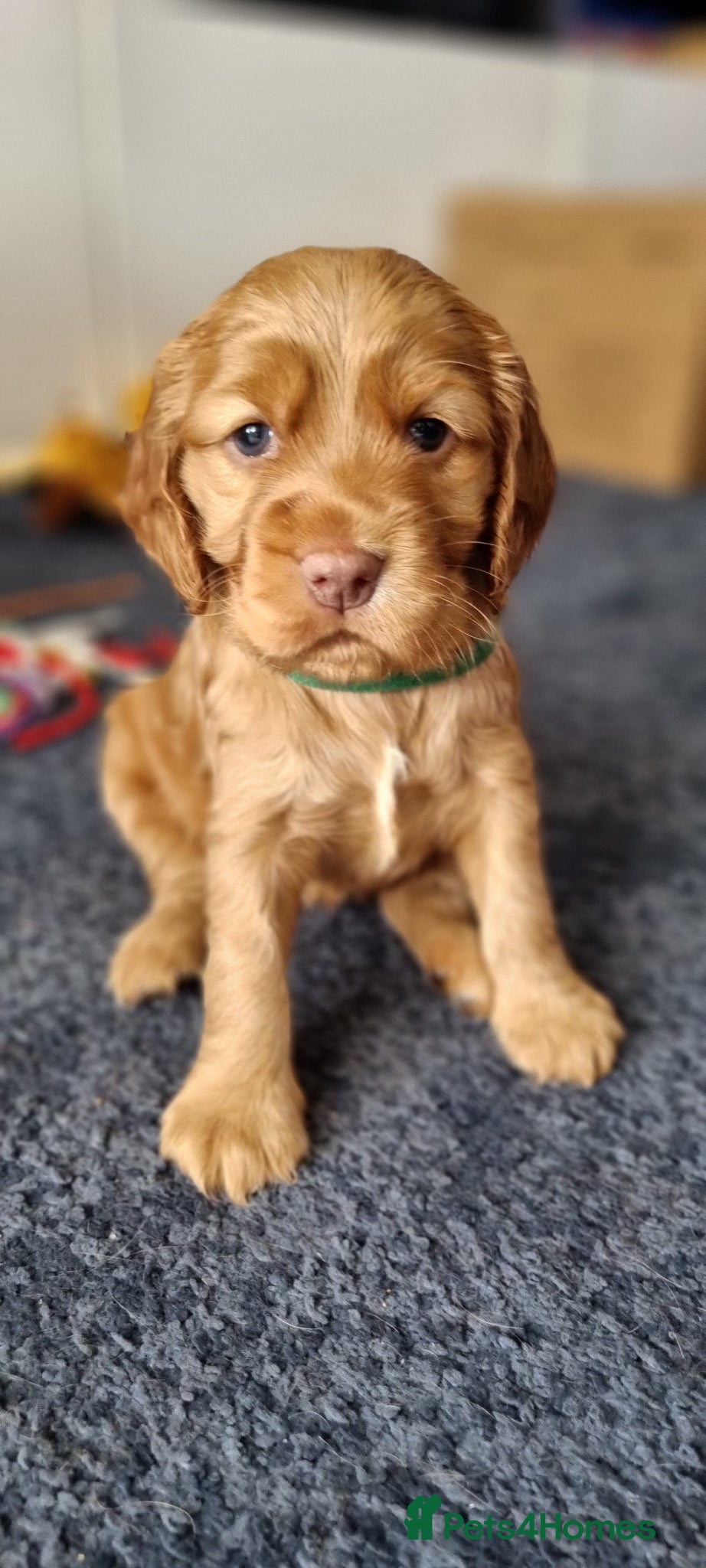 Cocker Spaniel dogs Gorgeous Cocker Spaniel Puppies - Health Tested - Advert 2