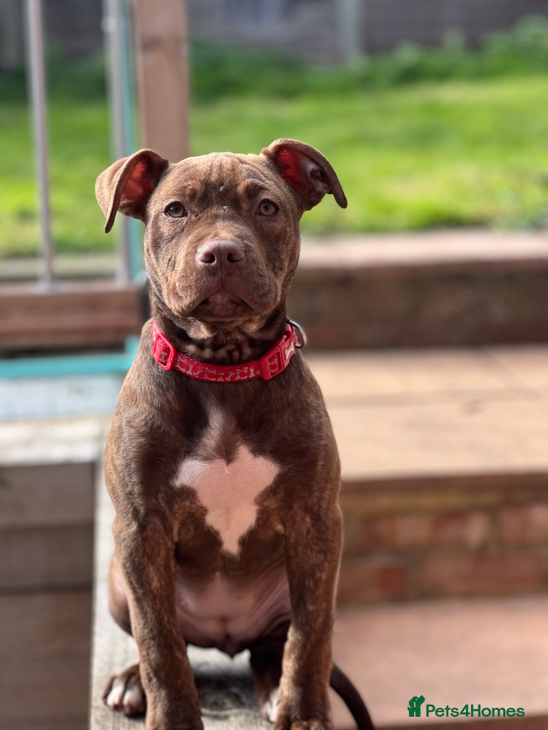 Staffordshire Bull Terrier dogs for sale: Tiger - Advert 6