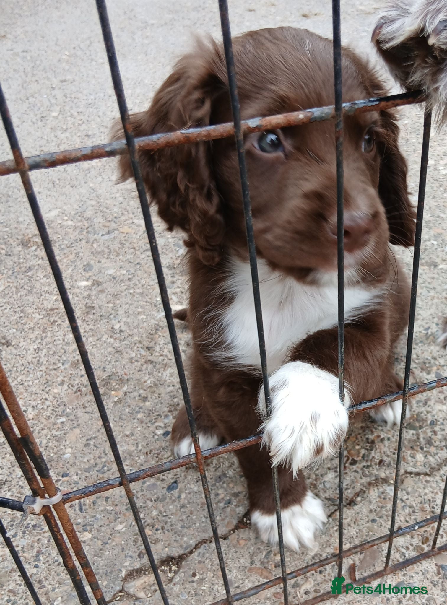 Cocker Spaniel dogs Cocker spaniels puppies  - Advert 18