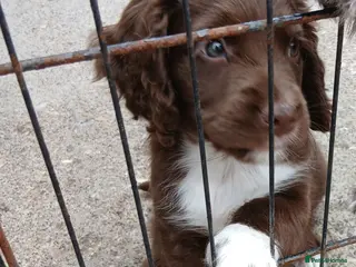 Cocker Spaniel dogs Cocker spaniels puppies - Advert 18