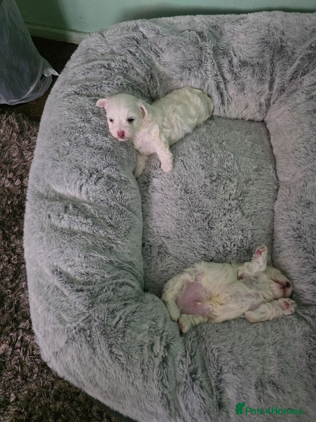 Bichon Frise dogs for sale: Small puppy for sale  - Advert 1