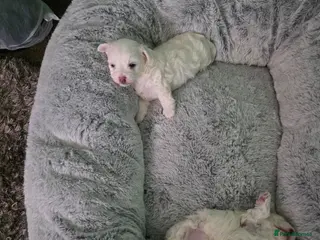 Bichon Frise dogs Small puppy for sale - Advert 10