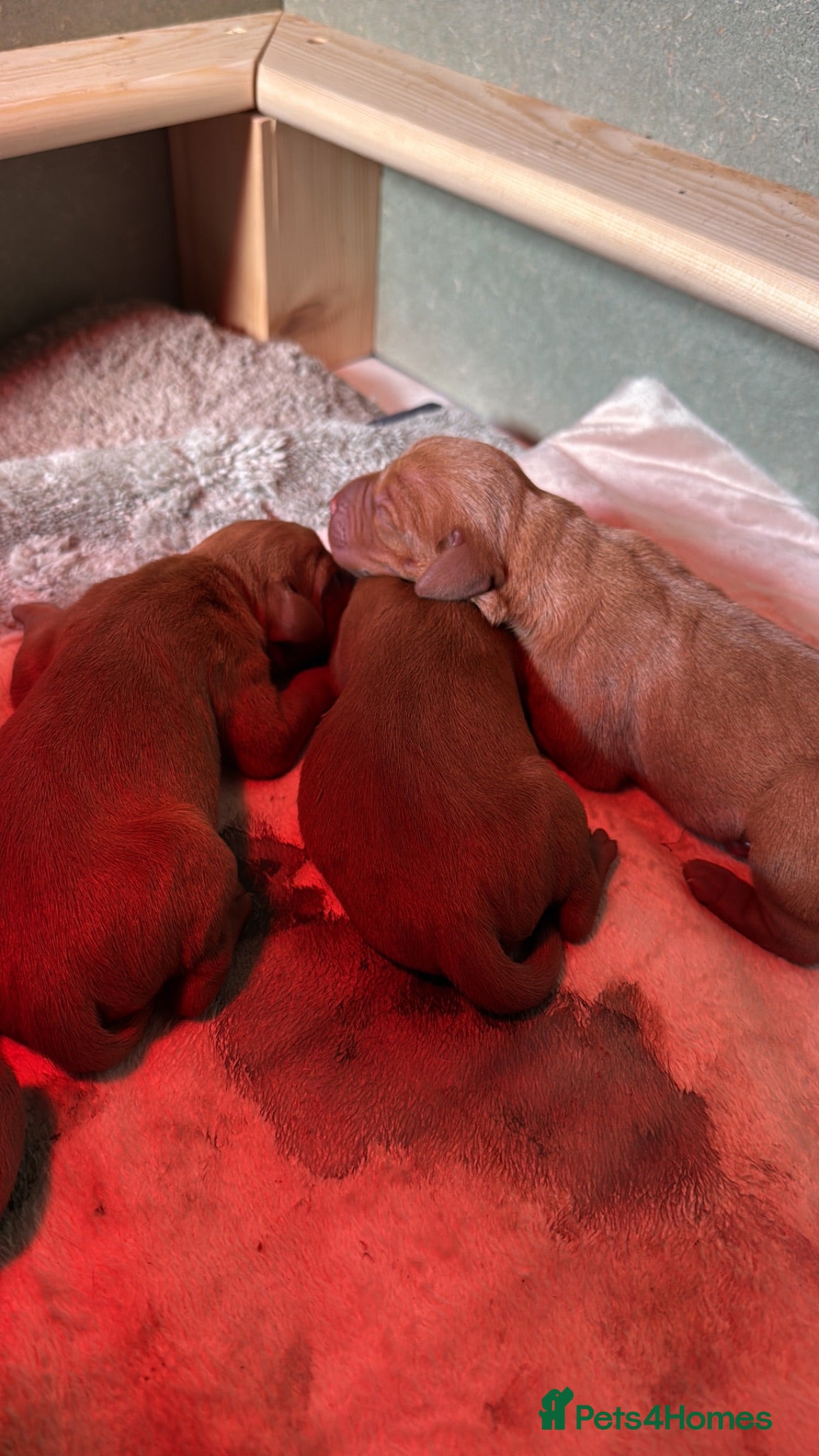 Hungarian Vizsla dogs Hungarian Vizsla expected litter June 2026 - Advert 1