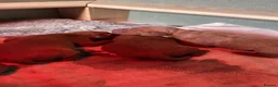 Hungarian Vizsla dogs for sale: Exceptional KC Pedigree Hungarian Vizsla’s 13 jun - Advert 11