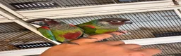 Conures birds for sale: Stunning Hand tame painted conures - Advert 1