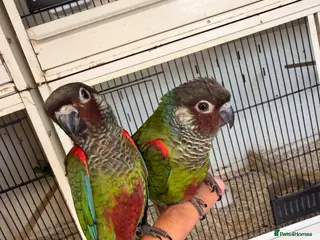 Conures birds Stunning Hand tame painted conures - Advert 5