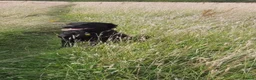 Labrador Retriever dogs for stud: Michelle Howard  in Stockton-on-Tees - Advert 6