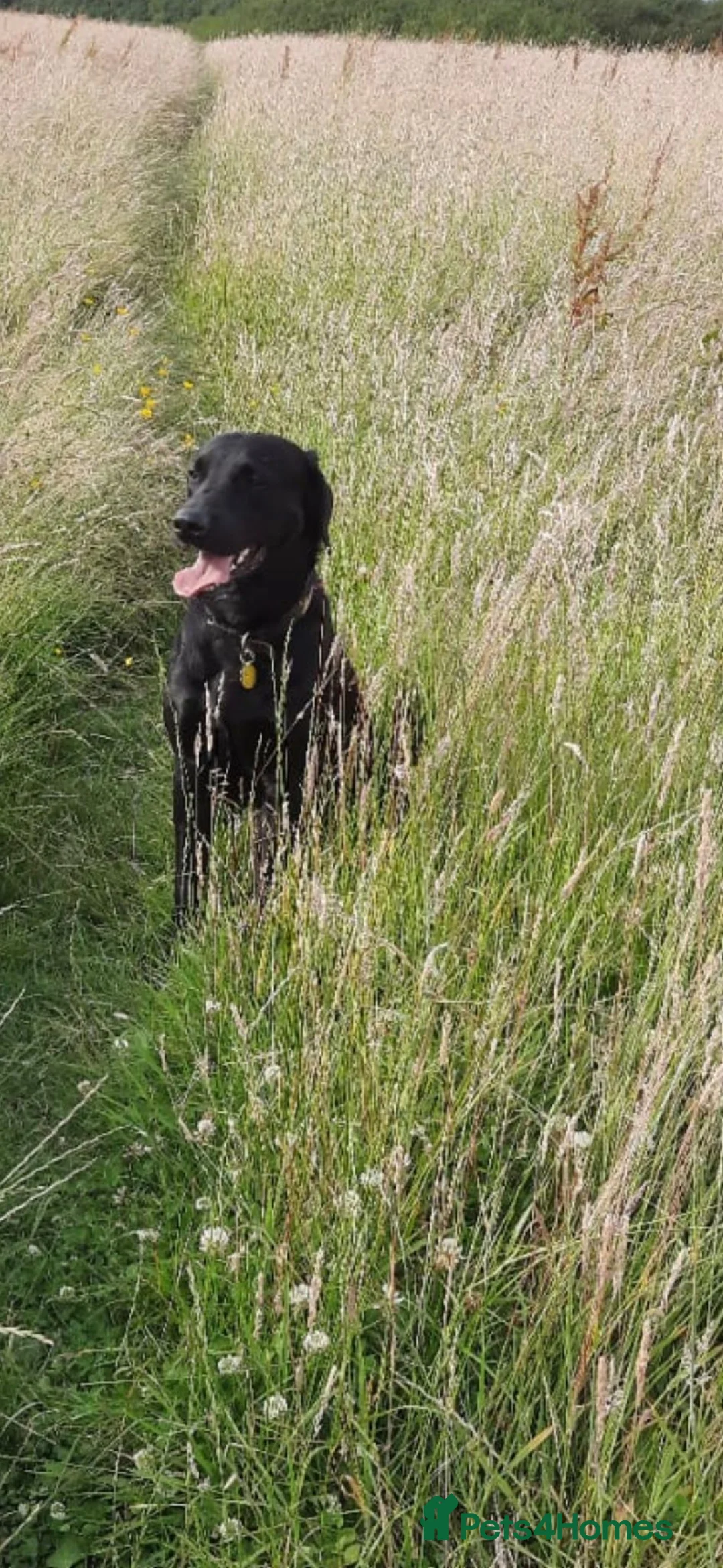 Labrador Retriever dogs for stud: Michelle Howard  in Stockton-on-Tees - Advert 6