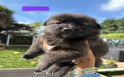 Mixed Breed dogs for sale: The most amazing pomsky  x german shepherd babies  - Image 10
