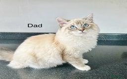 Ragdoll cats for sale: Ragdoll kittens  - Image 12