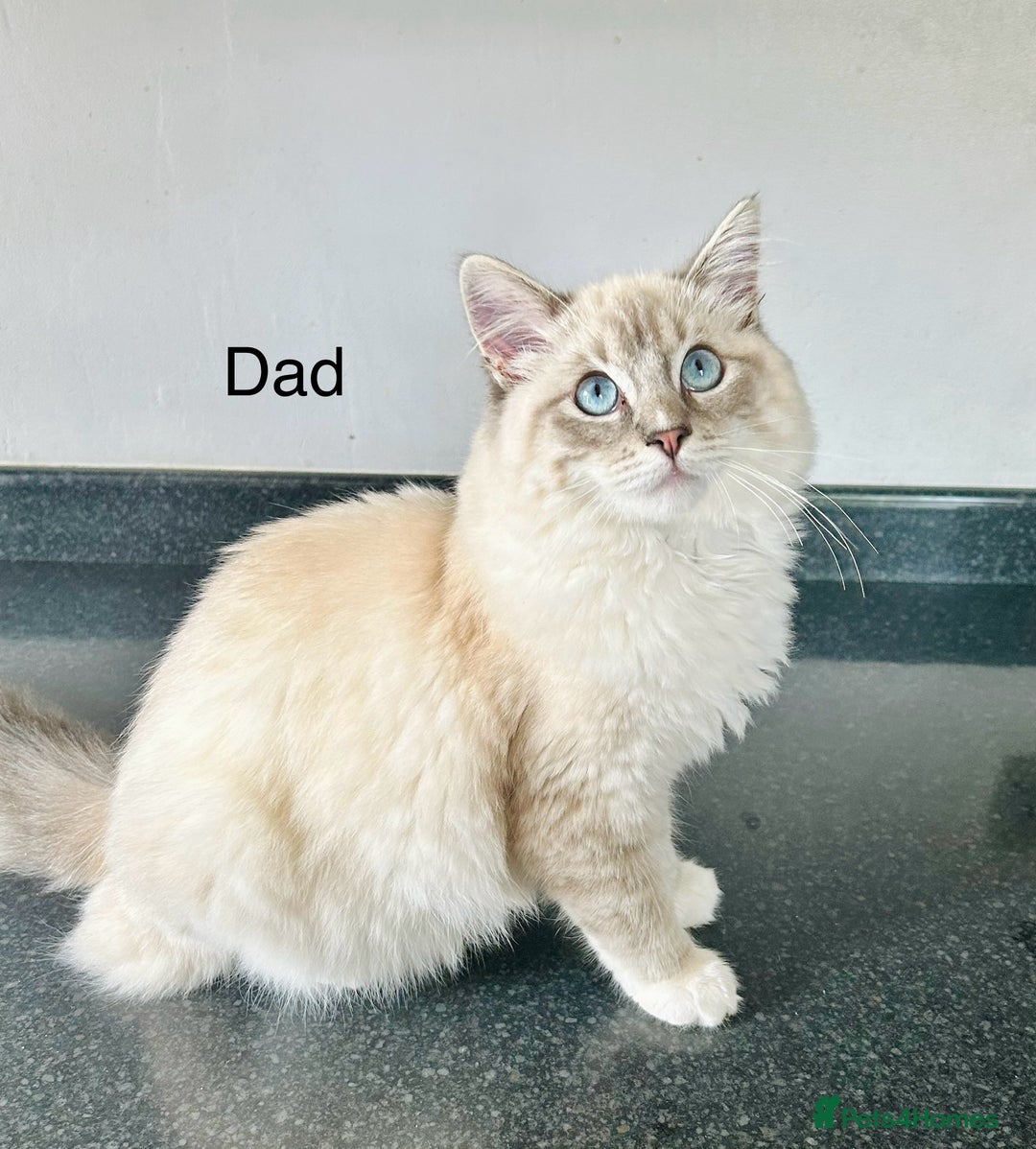 Ragdoll cats for sale: Ragdoll kittens  - Image 12