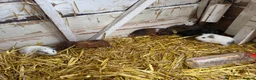 Guinea Pig rodents for sale: 6 lovely guinea pigs  - Advert 6